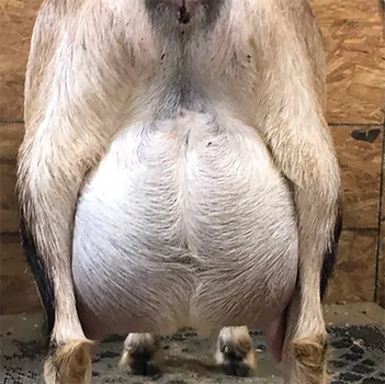 Craftmade Manor Hadley